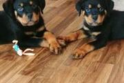*Cute ***Rottweiler Puppy* en Orlando
