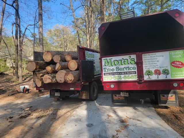Mora's Tree Service LLC image 7