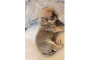 chihuahua en venta en Austin