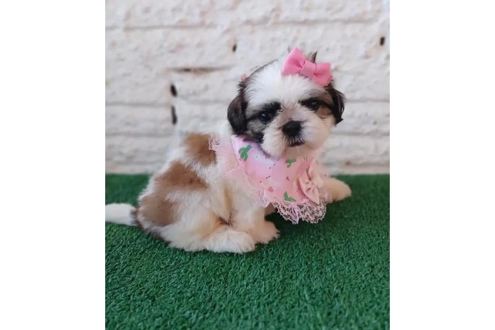 $350 : Shih Tzu taza de té image 1