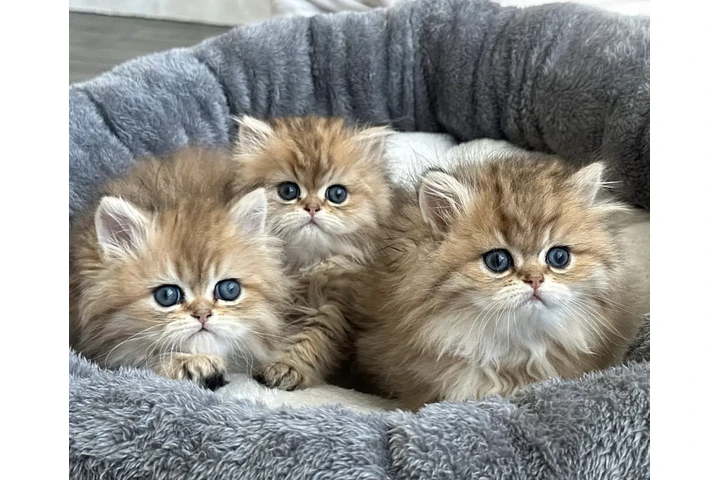 $210 : Super Persian For Adoption image 1
