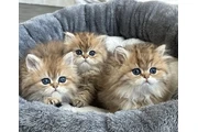 Super Persian For Adoption en Miami