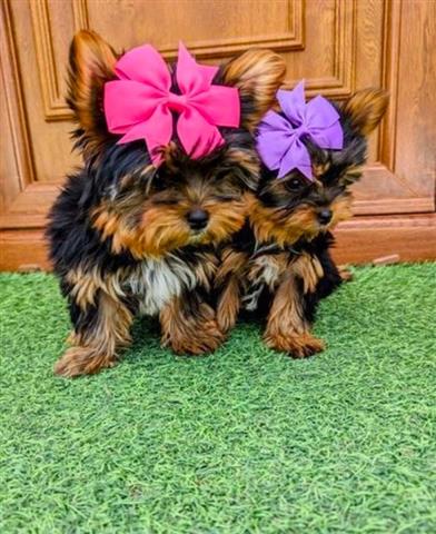 Niño mini Yorkshire Terrier. image 1