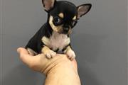 $250 : Cachorro Chihuahua puppy thumbnail