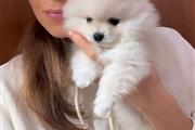 $350 : Pomeranian Puppy Ready thumbnail