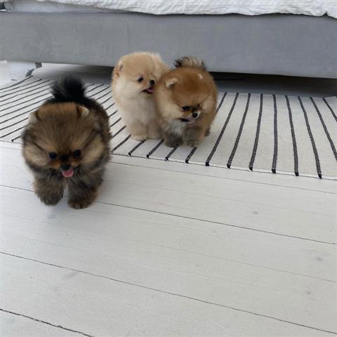 $500 : Teacup Pomeranian Puppies image 5
