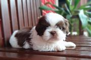 Shih tzu perros en Tampa