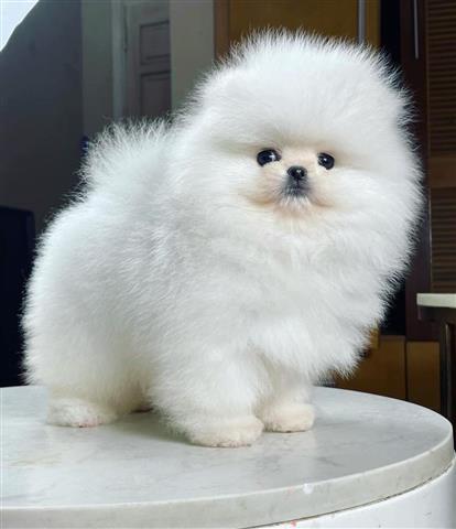 $350 : White Pomeranians available image 1