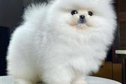 White Pomeranians available