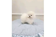 $400 : French bulldog and Pomeranian thumbnail