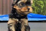 Cachorros Yorkie Nombre/Jack en Houston