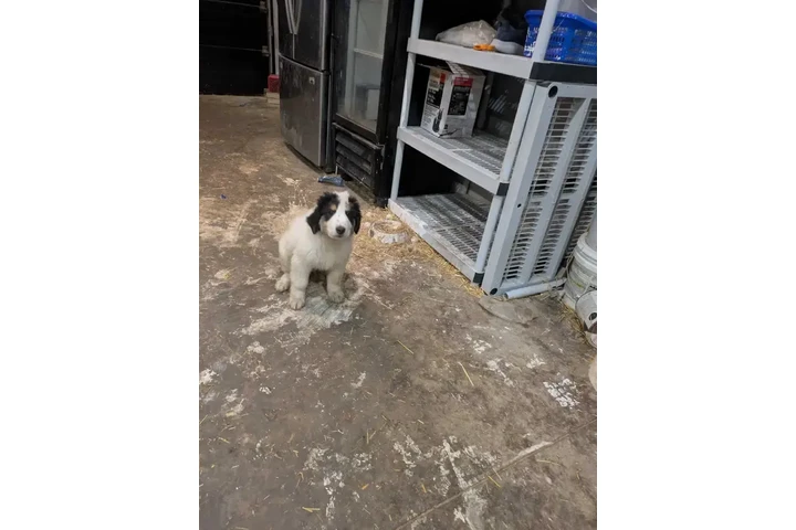 $1000 : Adorable Male Tornjak Puppy image 9