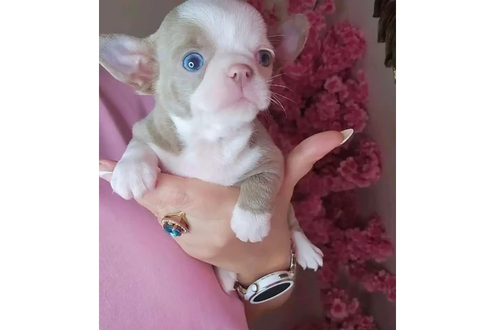 $350 : Chihuahua pet image 3