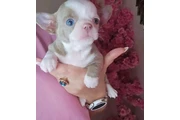 $350 : Chihuahua pet thumbnail