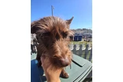 Regalo perrita en Los Angeles