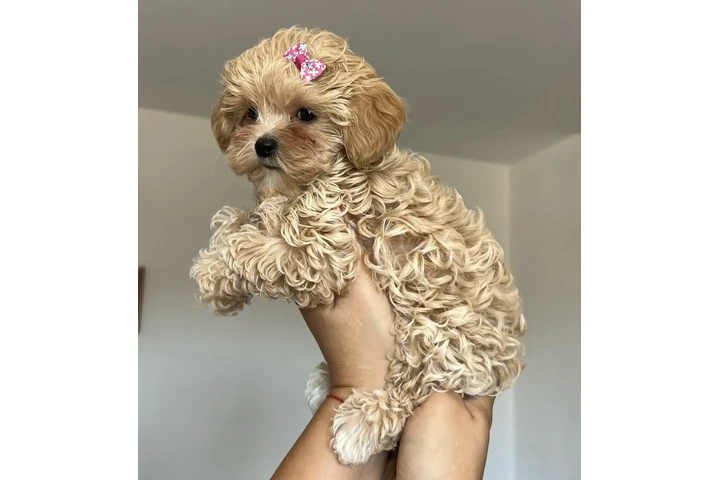 $400 : lovely 🥰 Maltipoo Available image 2
