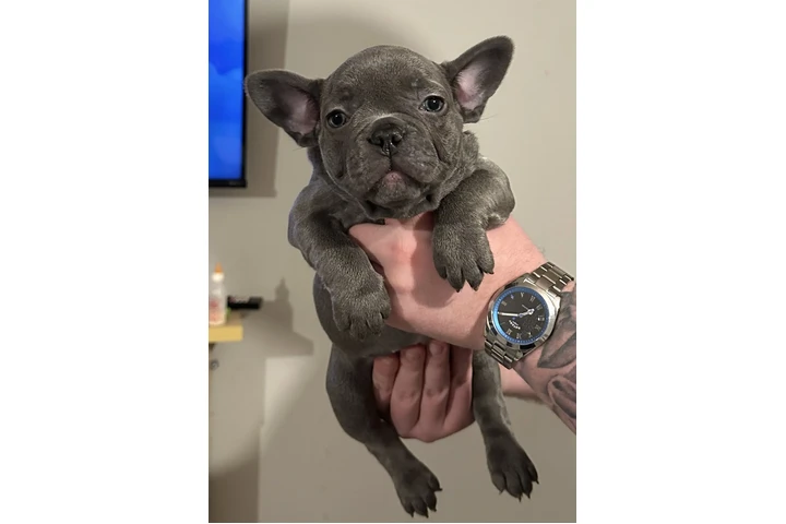 $700 : Cachorros Bulldog Francés image 1