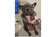 Cachorros Bulldog Francés en New York