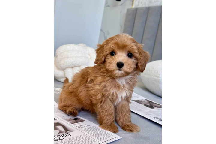 $300 : Top Healthy Maltipoo Puppies image 3