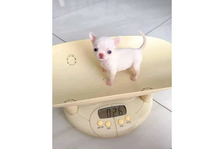 $350 : Cachorros de chihuahua image 2