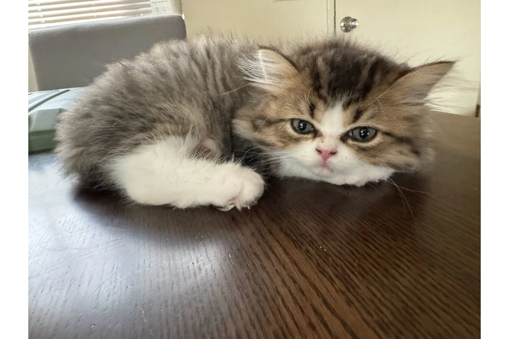 $1000 : Persian Cats image 7