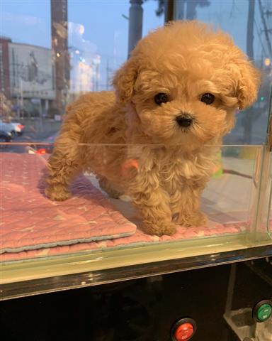 $350 : MALTIPOO EN VENTA image 2