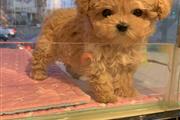 $350 : MALTIPOO EN VENTA thumbnail