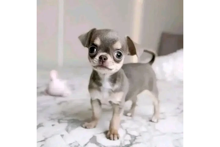 $600 : Chihuahua puppies image 1