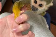 Monos ardilla lindos y orinal