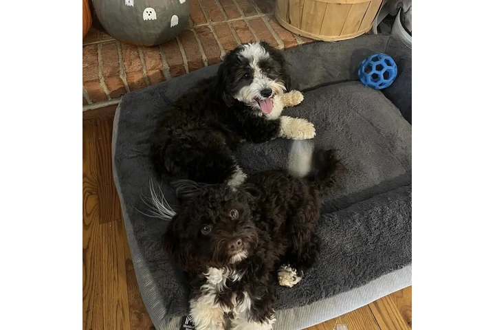 $390 : Havanese puppies for Adoption image 6