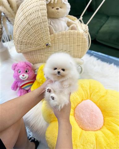 $350 : Cachorros Pomerania en venta image 1