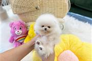 Cachorros Pomerania en venta en Arlington VA