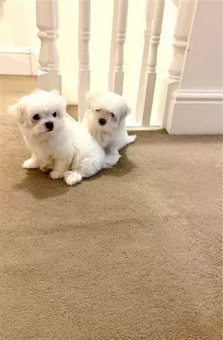 $400 : Buy Wonderful Maltese Pups image 2