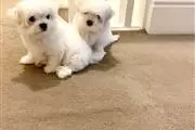 $400 : Buy Wonderful Maltese Pups thumbnail