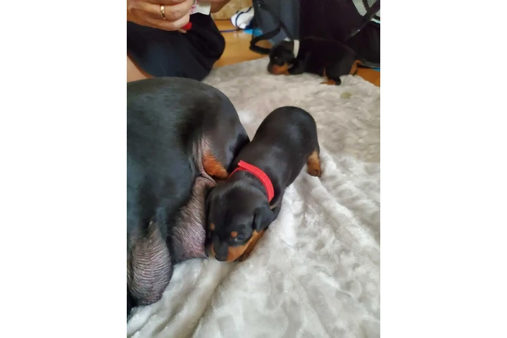 $1950 : Miniature Pinscher (min.pin) image 8