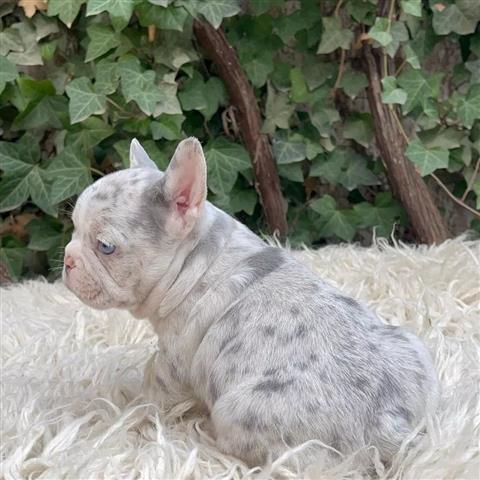 $300 : French bulldog and Pomeranian image 6