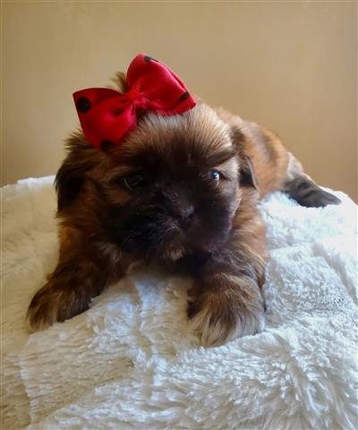 Shih Tzu 🥰 image 4