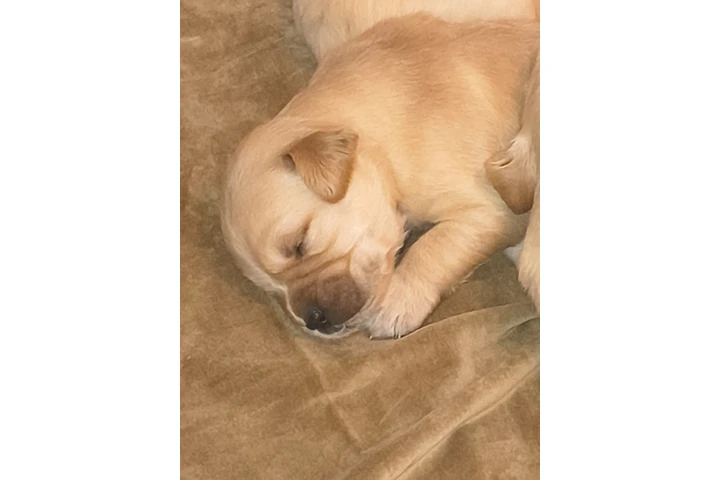 $1200 : Golden retriever image 2