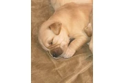 $1200 : Golden retriever thumbnail