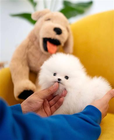 $250 : Pomeranians for sale image 1