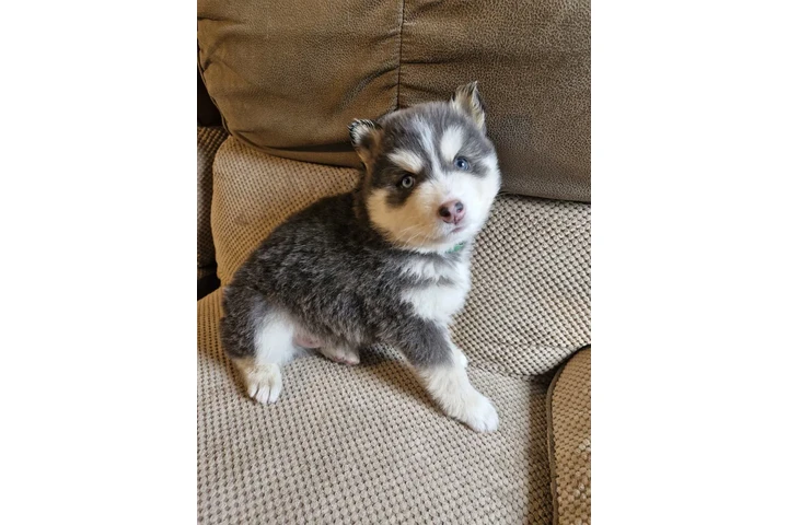 $300 : Super Pomsky available image 2
