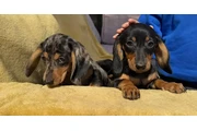 9-Week-Old Miniature Dachshund en Orange County