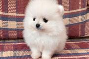 Pomeranian Pup For Sale en Tucson