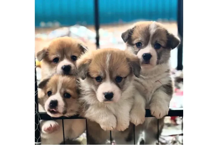$350 : Corgi Puppies Looking for Thei image 1