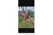 Omar tree y landscape thumbnail