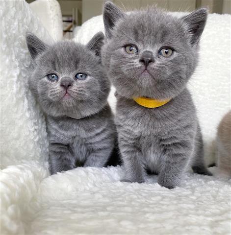 $400 : British Shorthair Kittens image 2