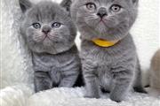 $400 : British Shorthair Kittens thumbnail