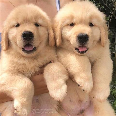 $500 : Cachorros de golden retriever image 1