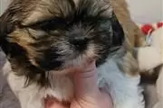 Shih tzu puppies en Ponce