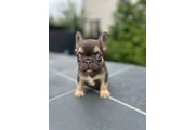 $2500 : AKC French Bulldog Puppy thumbnail